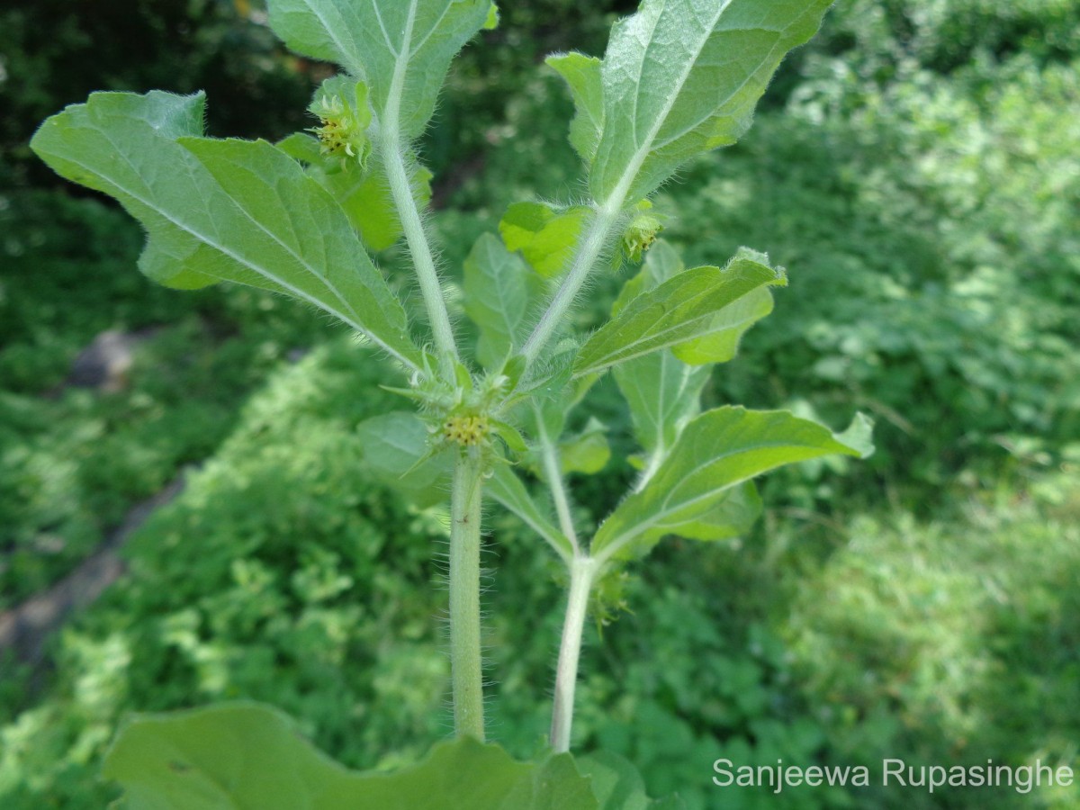 Acanthospermum hispidum DC.